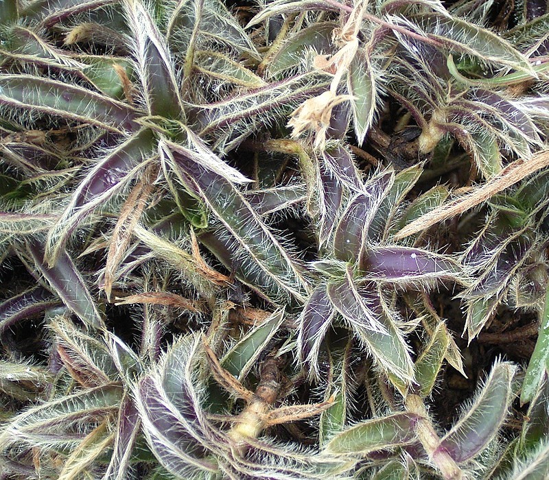 Cyanotis somaliensis