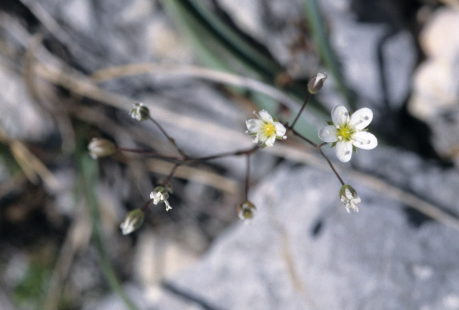 Arenaria provincialis