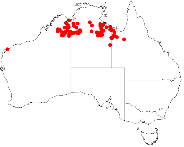 Acacia argyraea