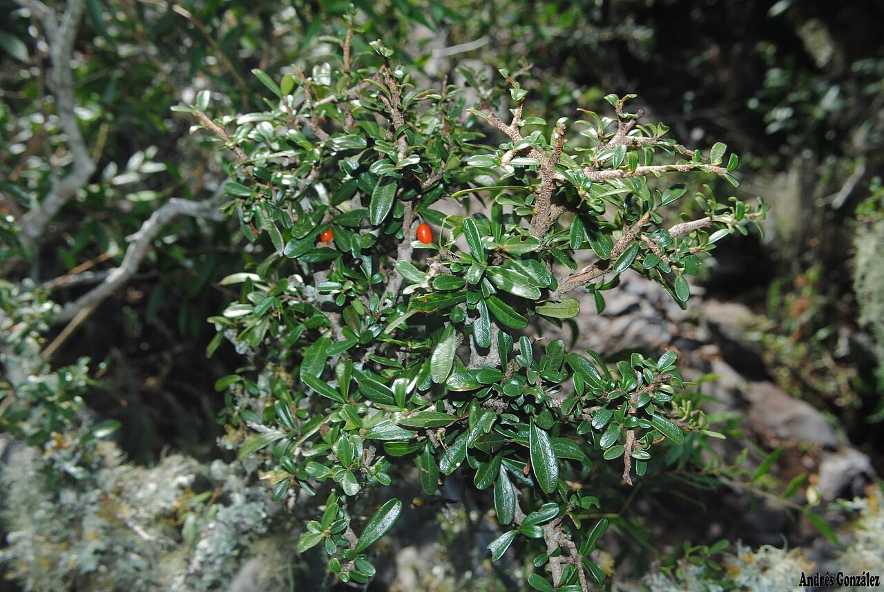 Erythroxylum microphyllum