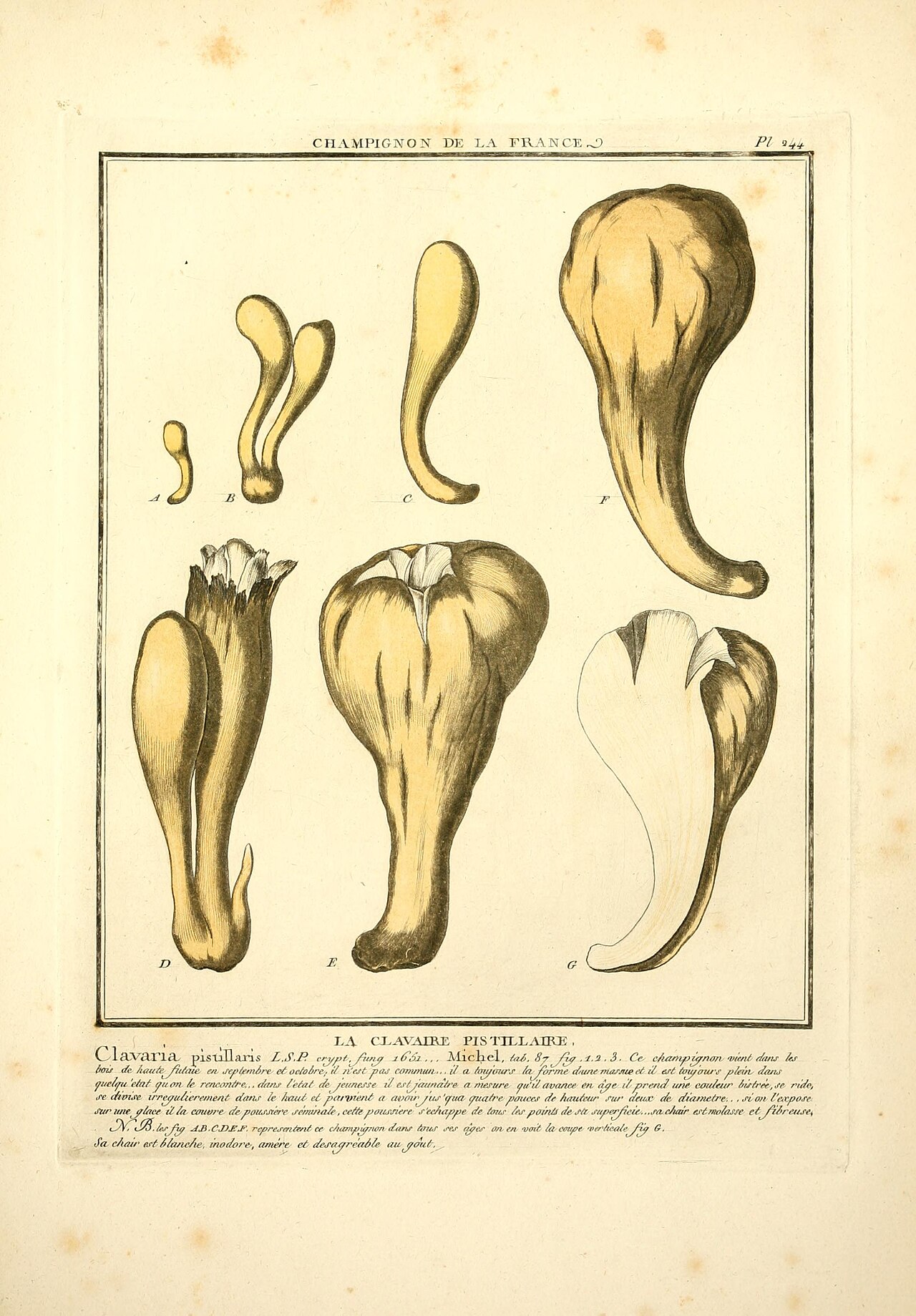Clavariadelphus pistillaris