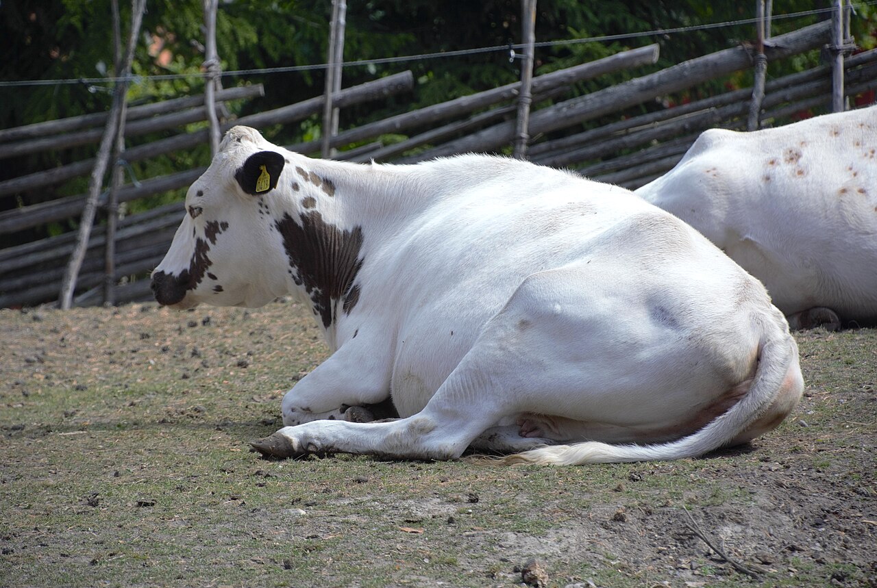 Bohuskulla
