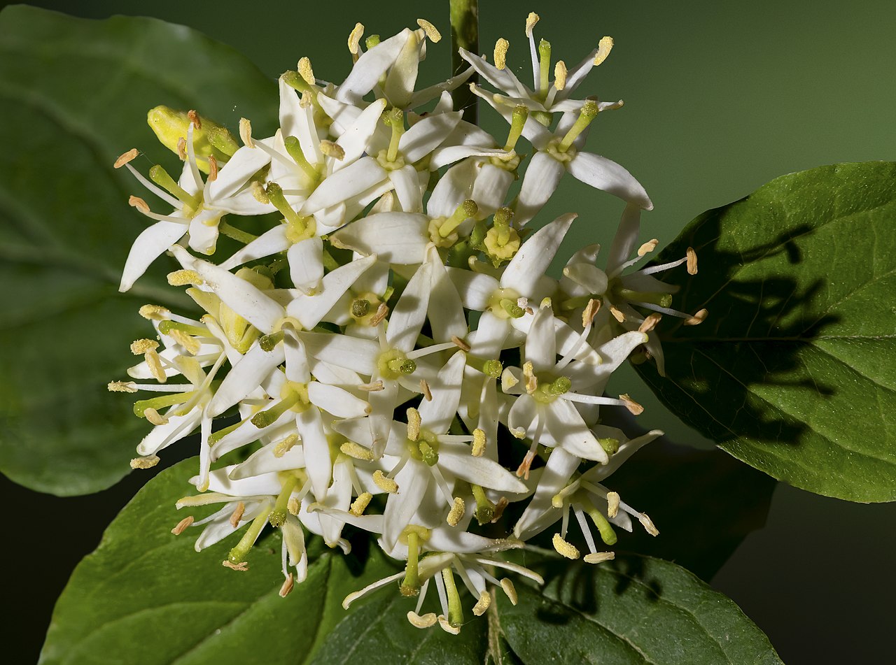 Cornus sanguinea
