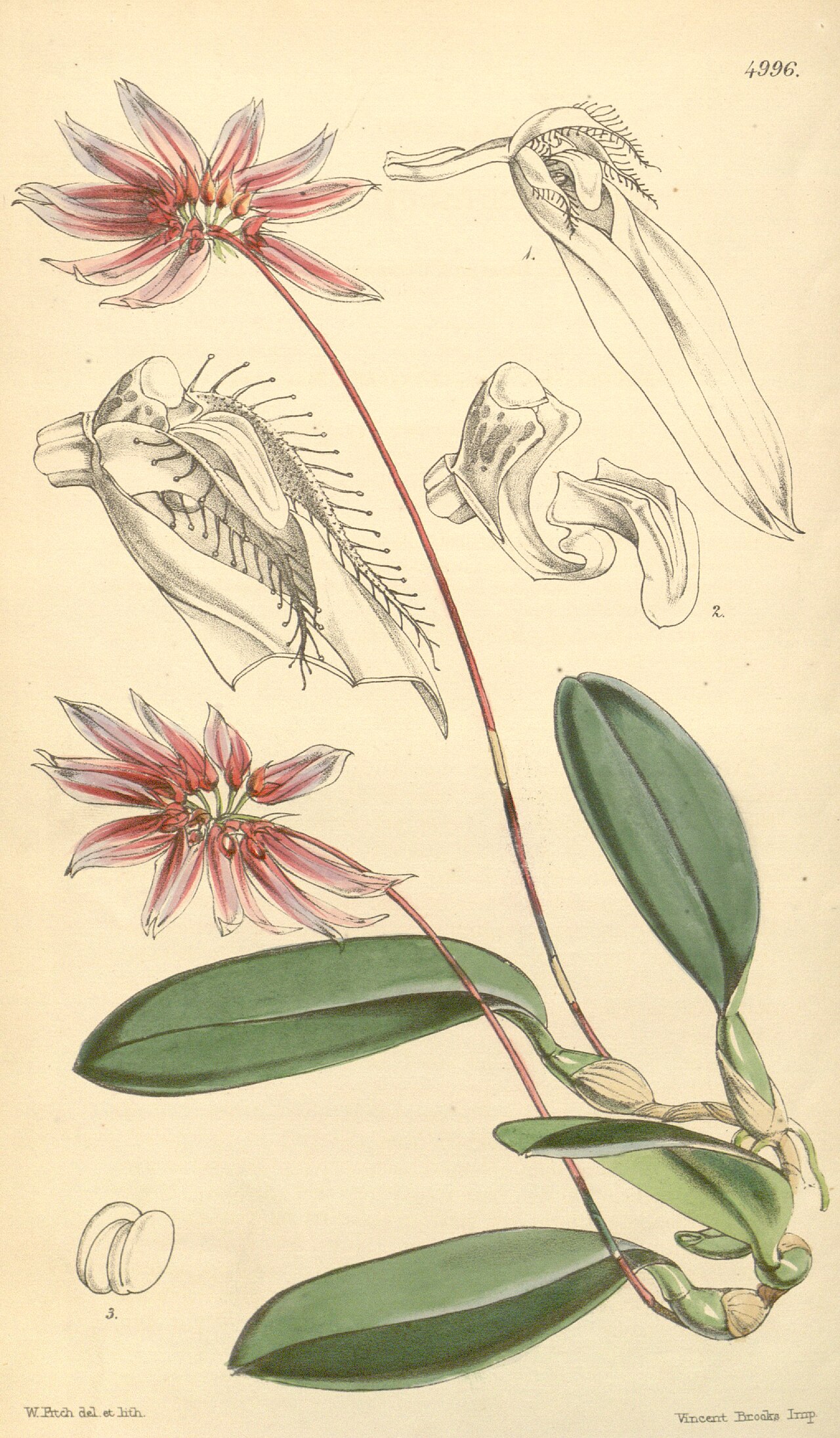 Bulbophyllum cumingii