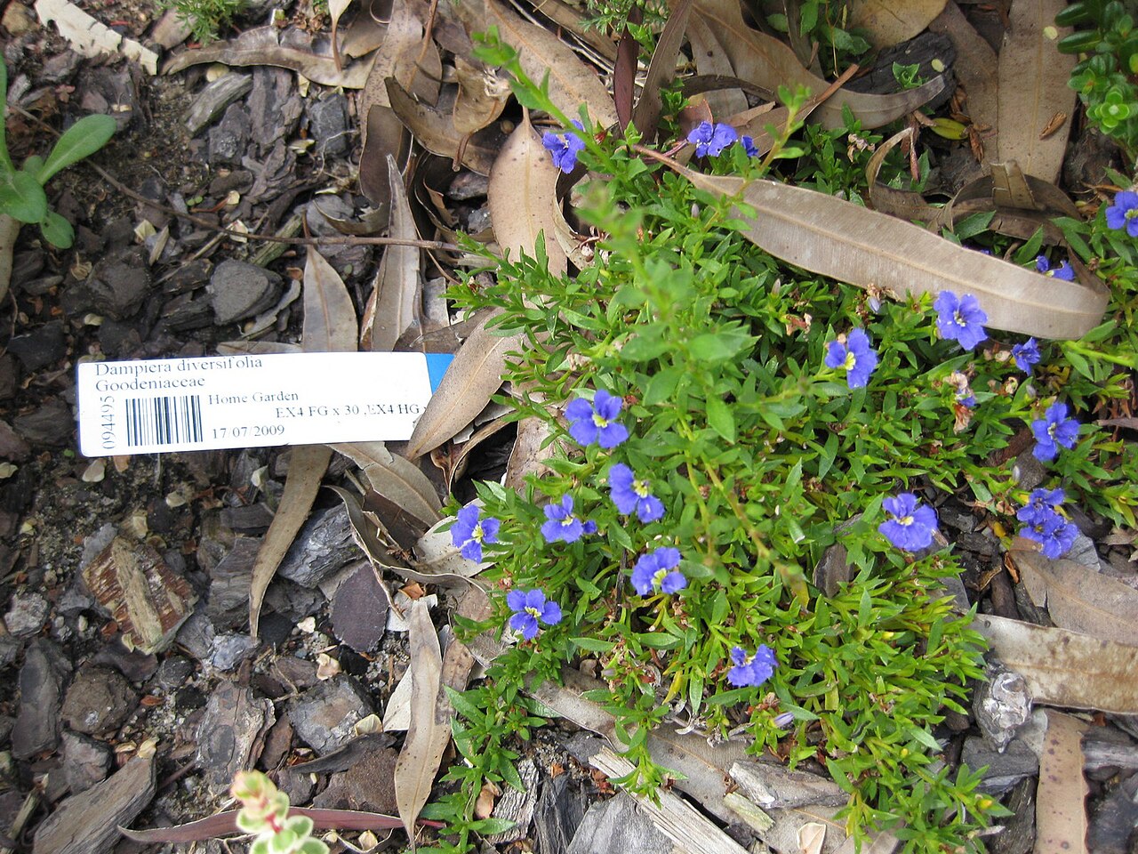 Dampiera diversifolia