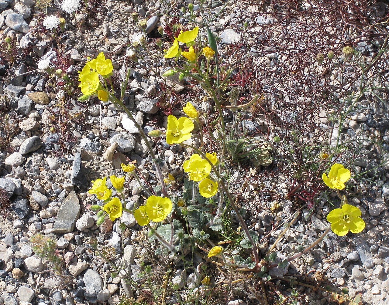 Camissonia brevipes