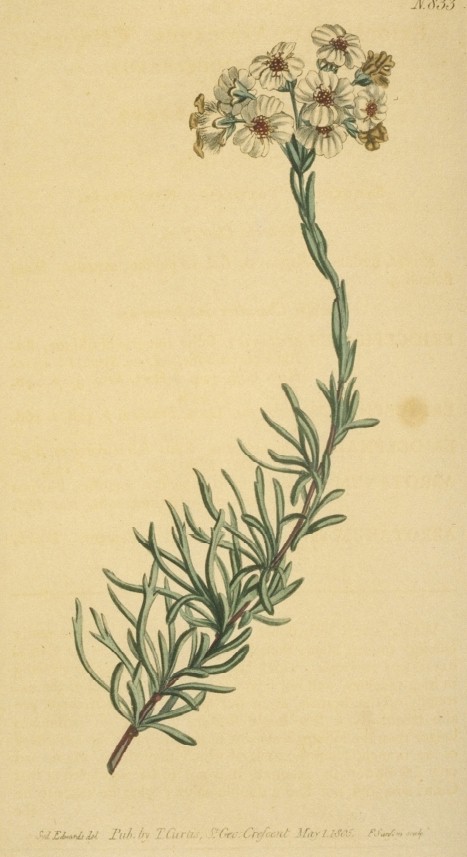 Eriocephalus africanus