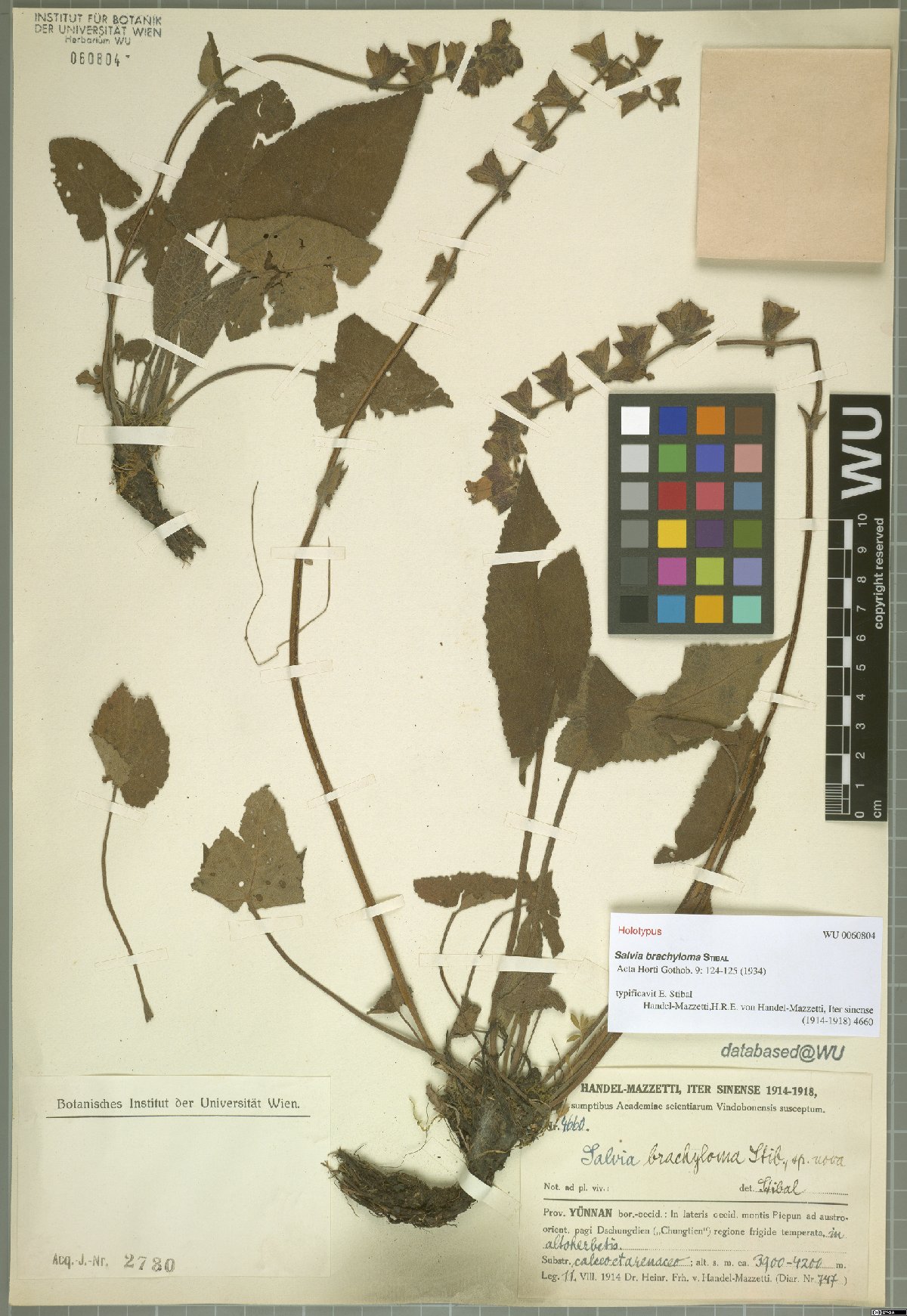 Salvia brachyloma