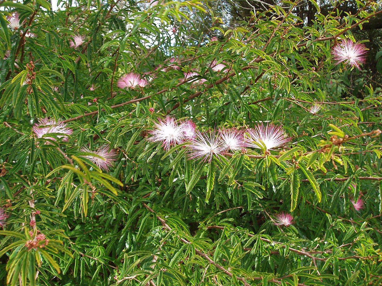 Calliandra brevipes