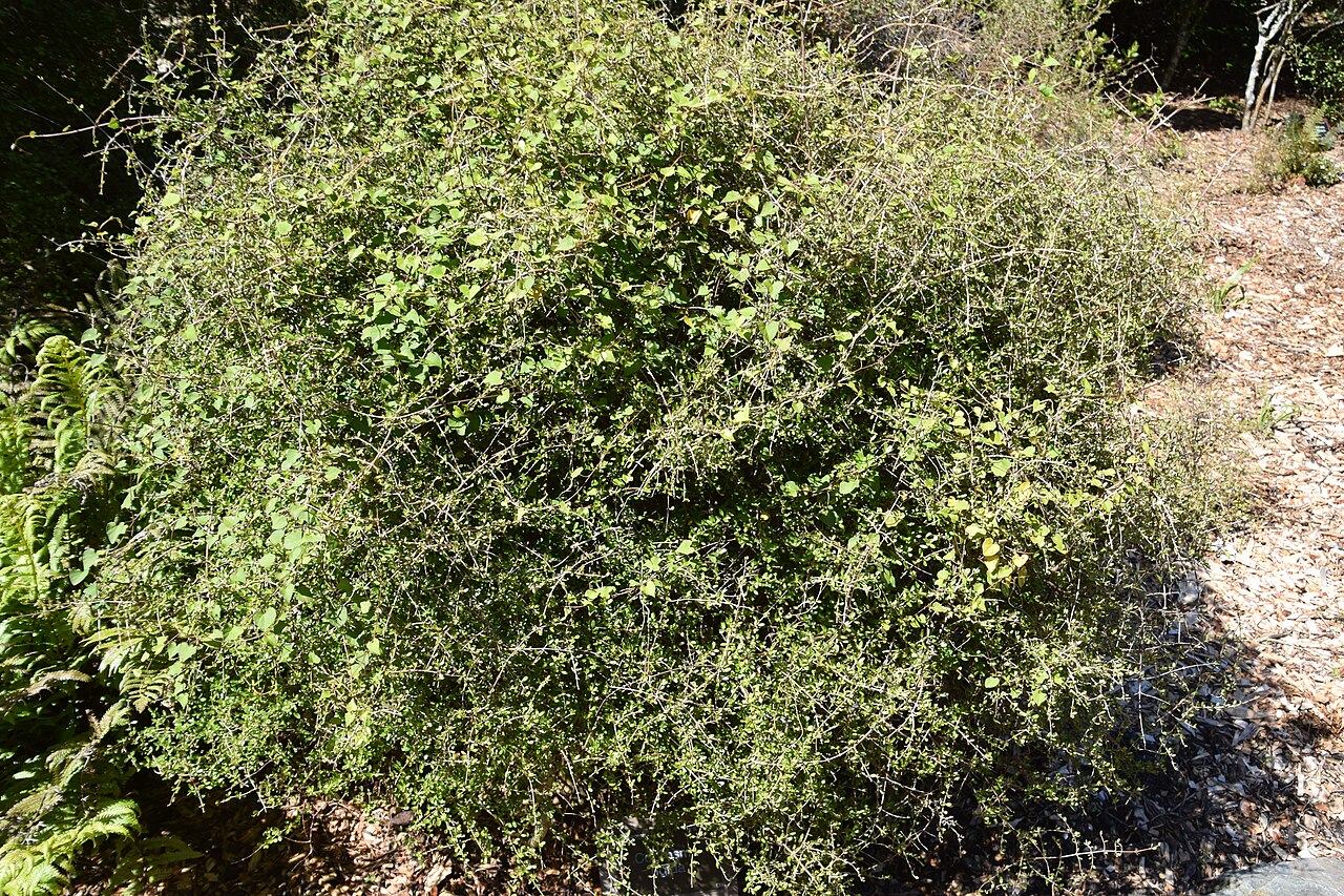 Coprosma rigida