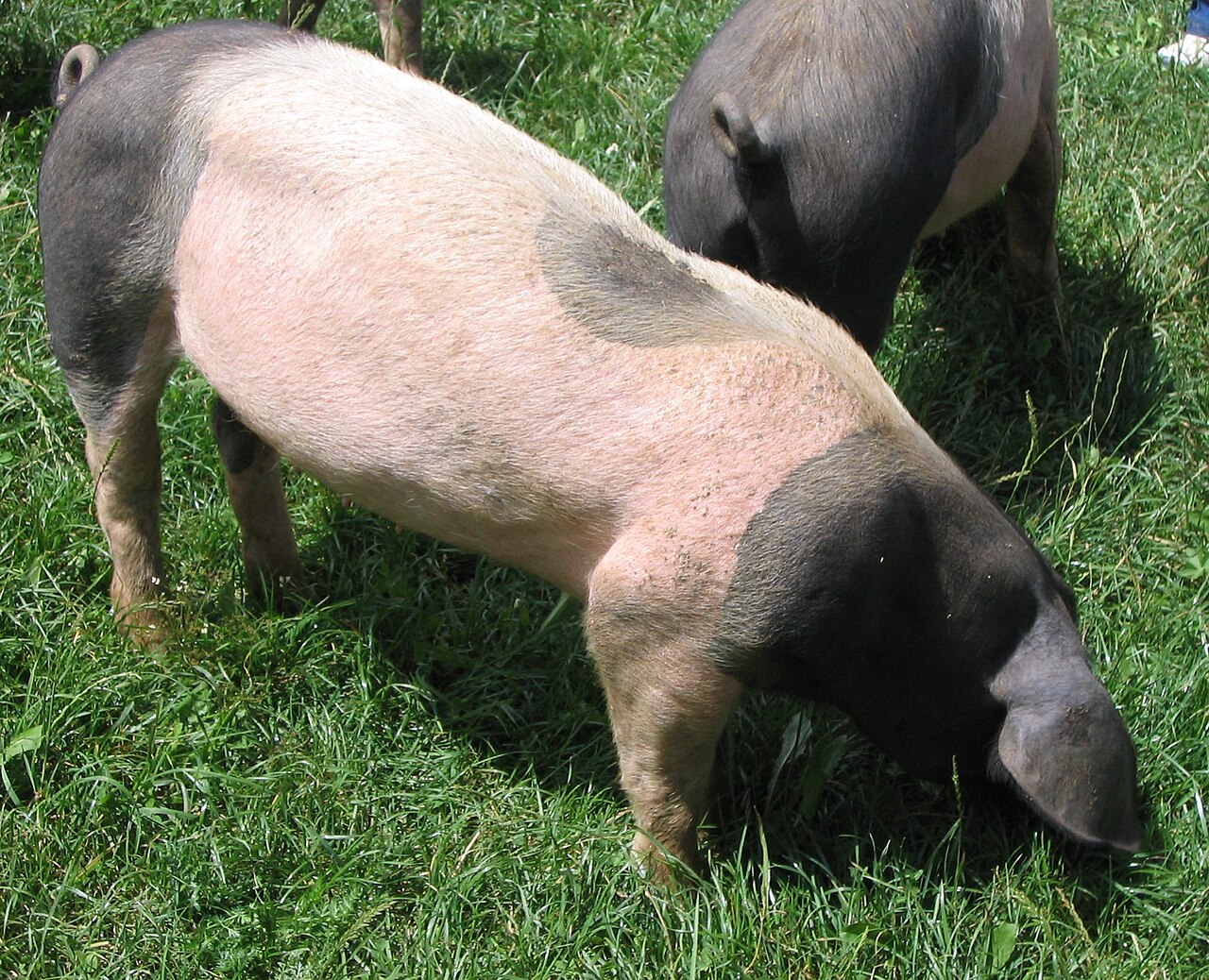 Swabian-Hall Swine