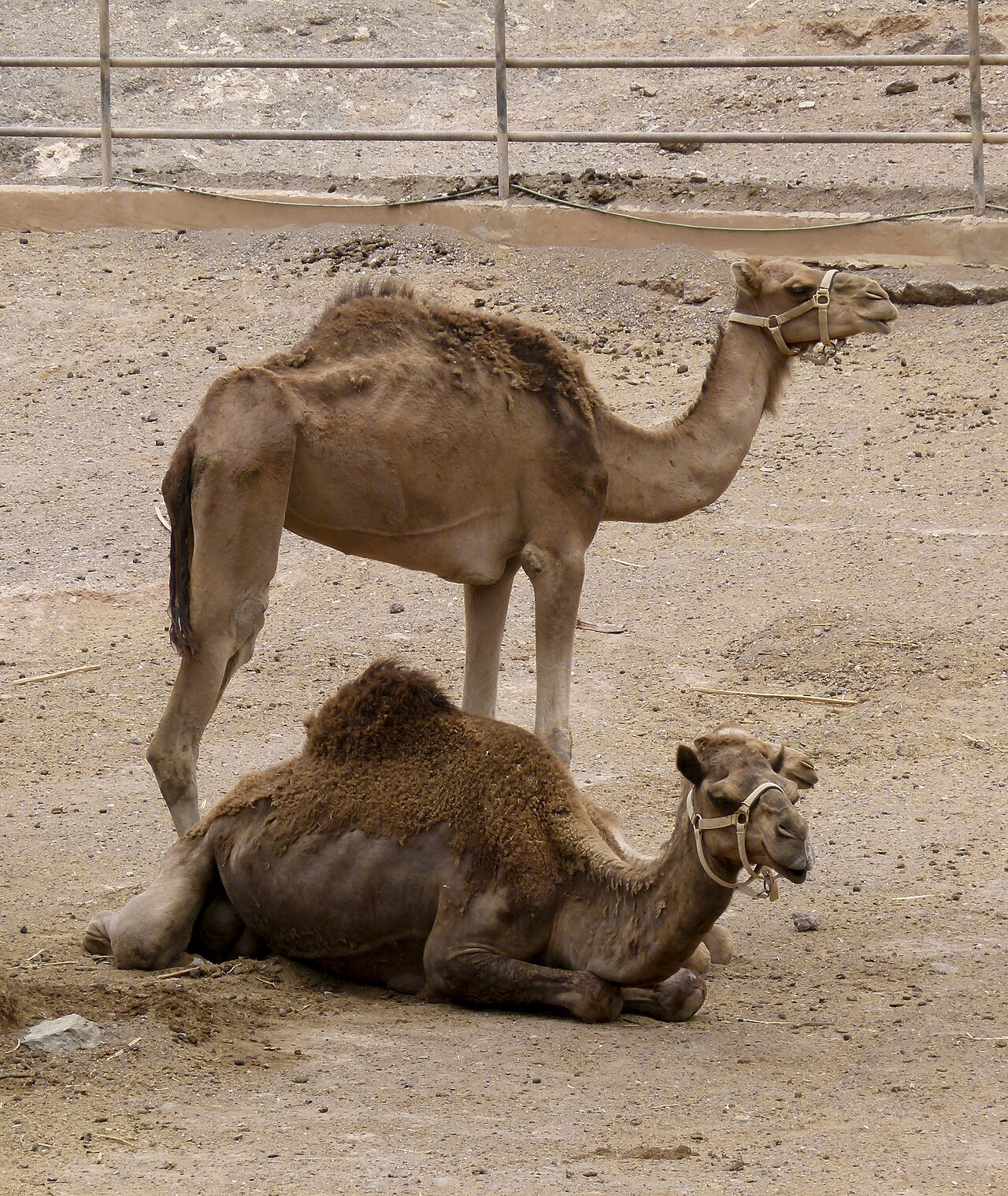 Canarian camel