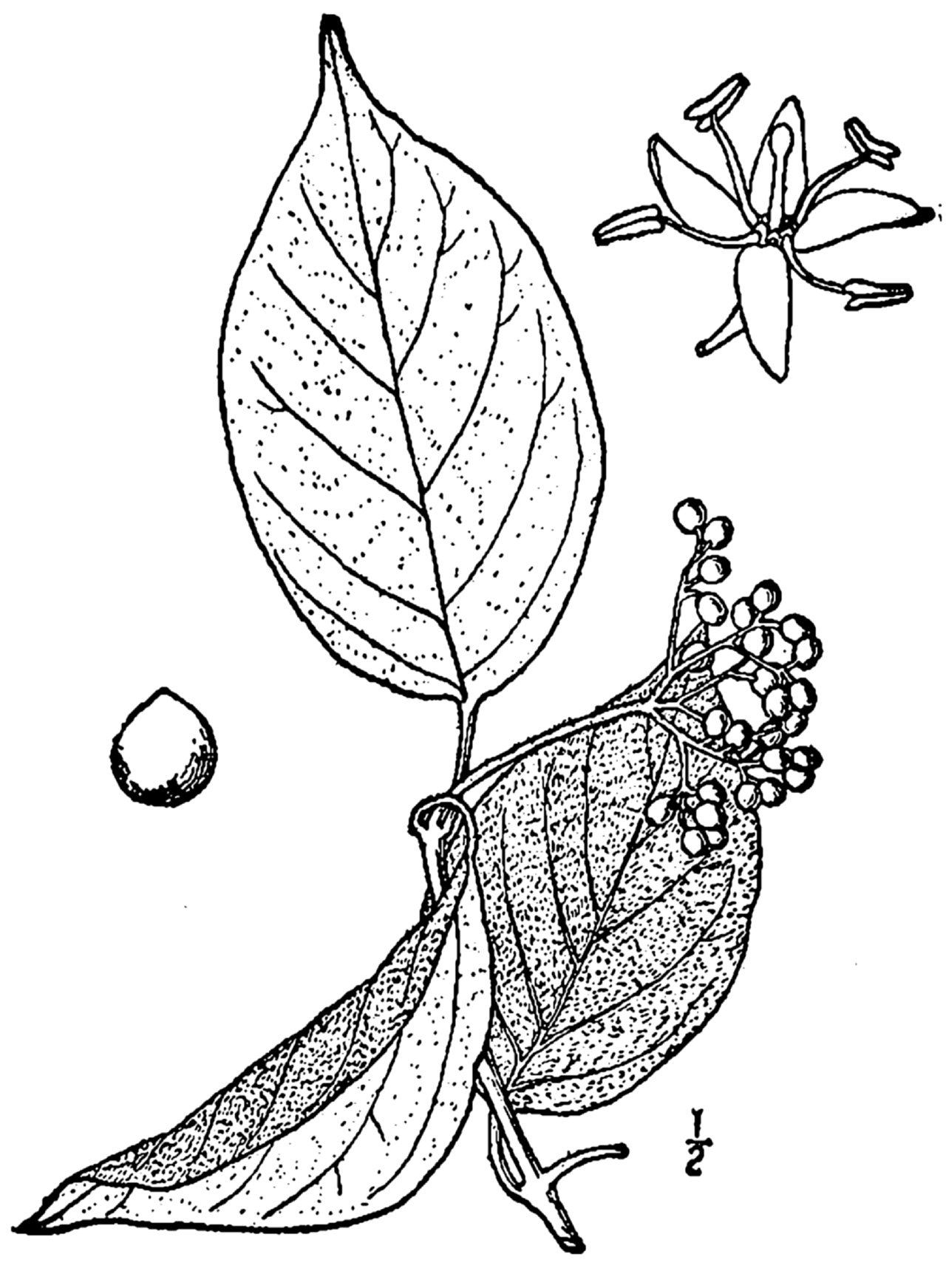 Cornus drummondii