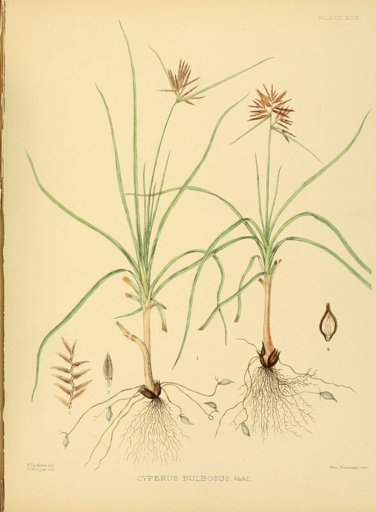 Cyperus bulbosus
