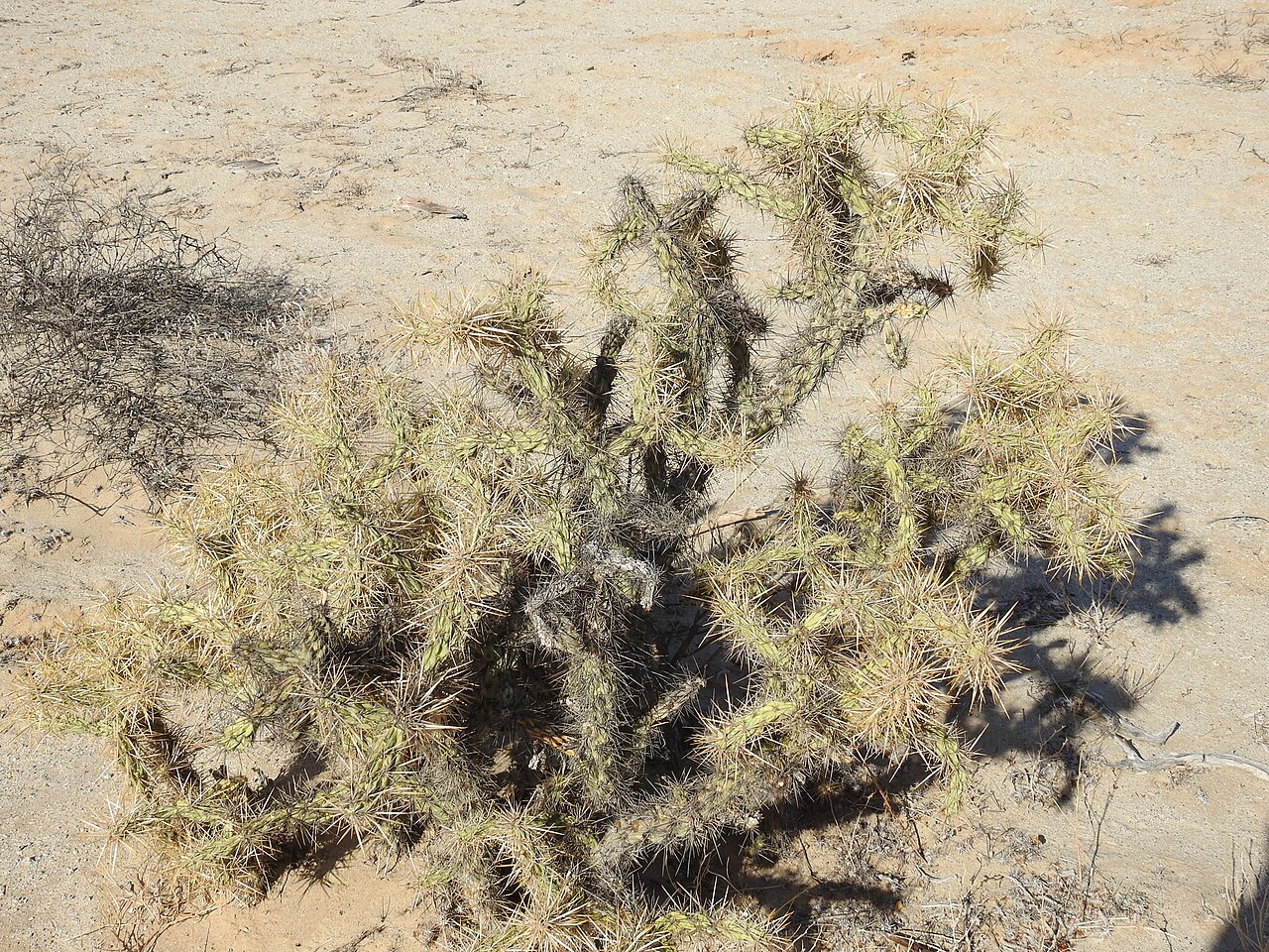 Cylindropuntia sanfelipensis