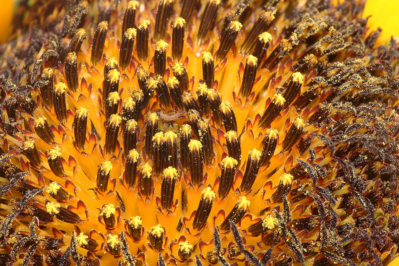 Helianthus annuus