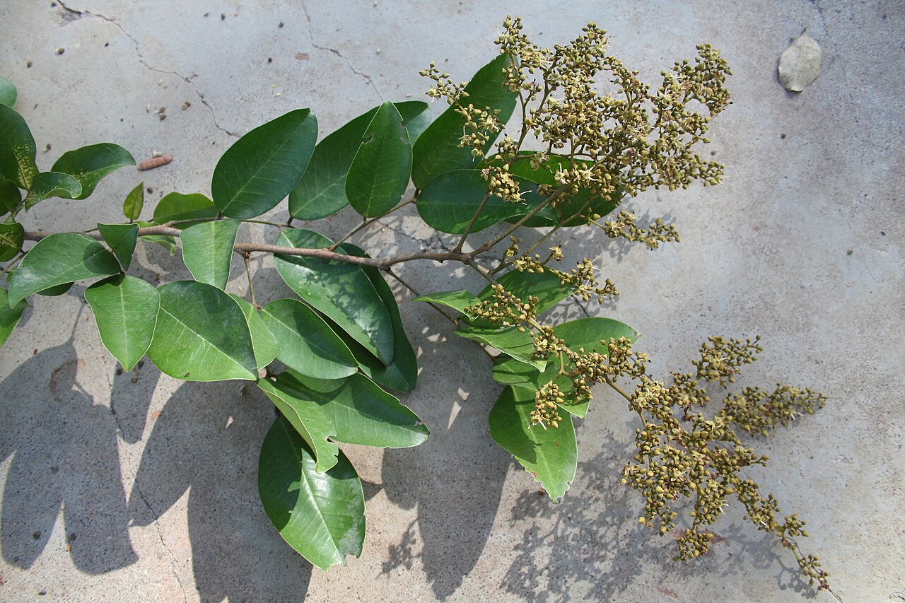 Dialium guineense