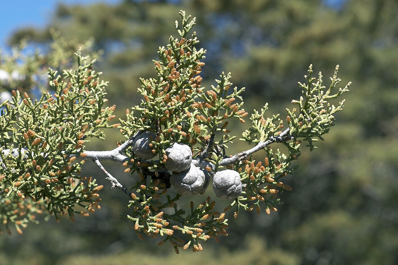 Cupressus sargentii