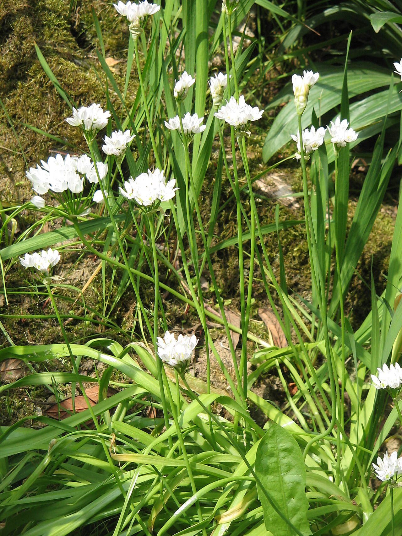 Allium neapolitanum