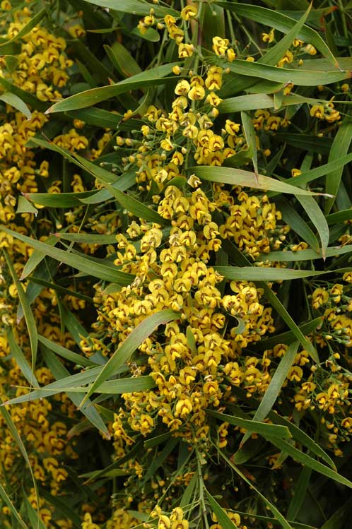Daviesia arborea