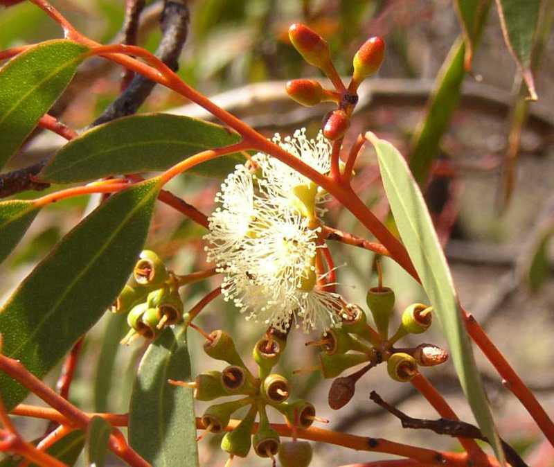 Red mallee