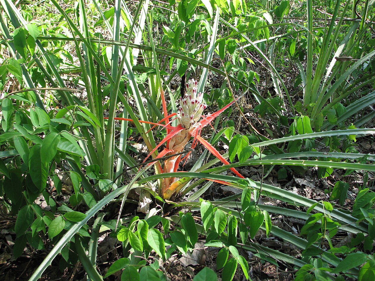 Bromelia sylvicola
