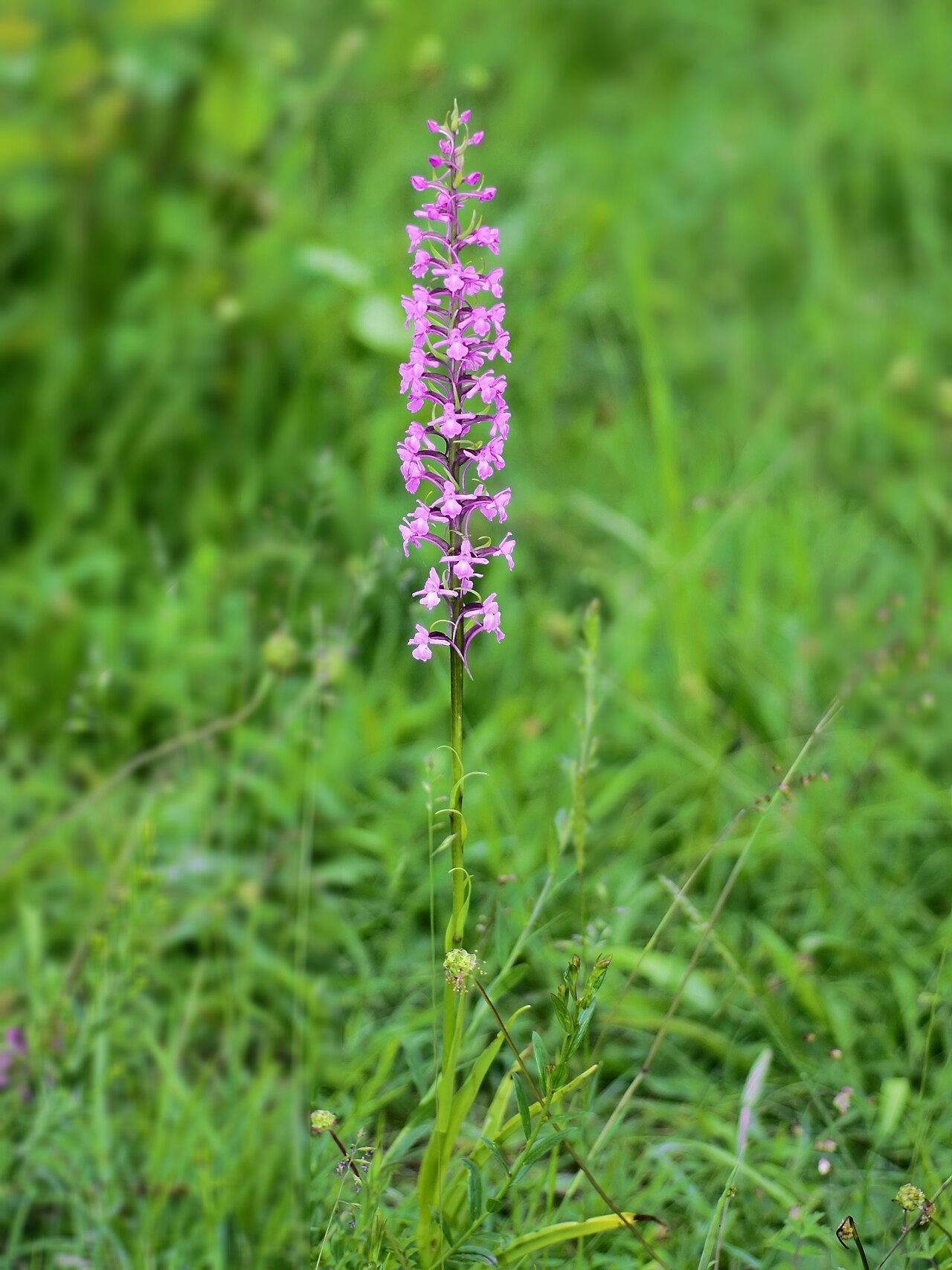 Fragrant orchid or chalk fragrant orchid