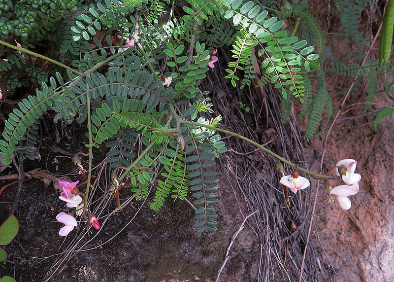 Coursetia dubia