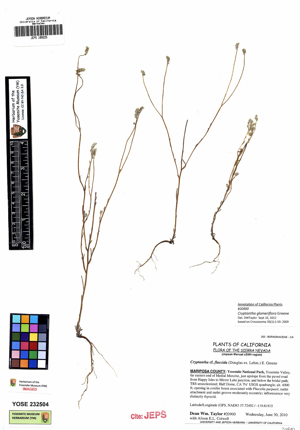 Cryptantha glomeriflora
