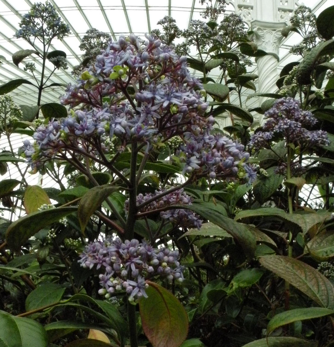 Cyanitis sylvatica