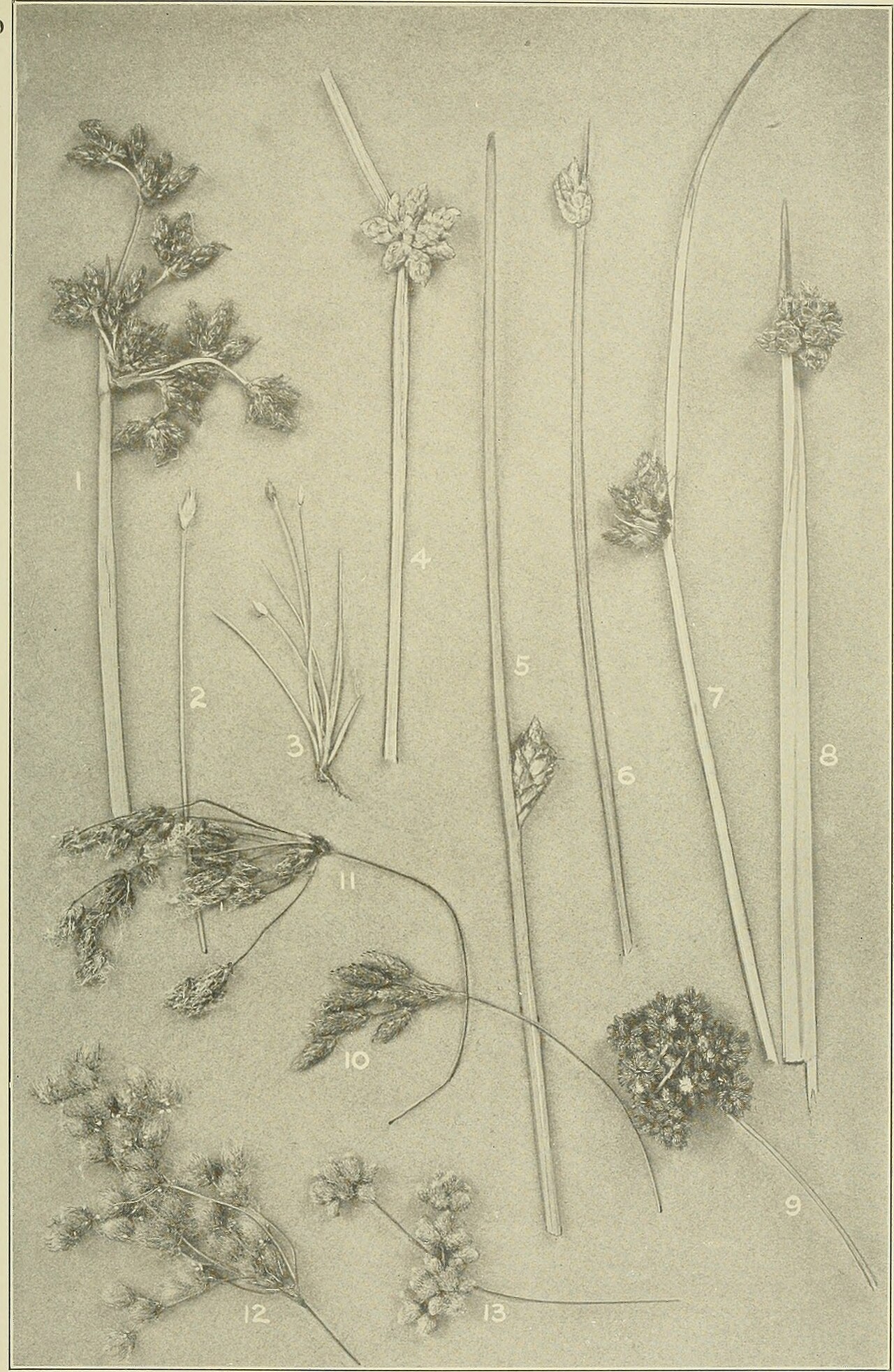 Scirpus lineatus