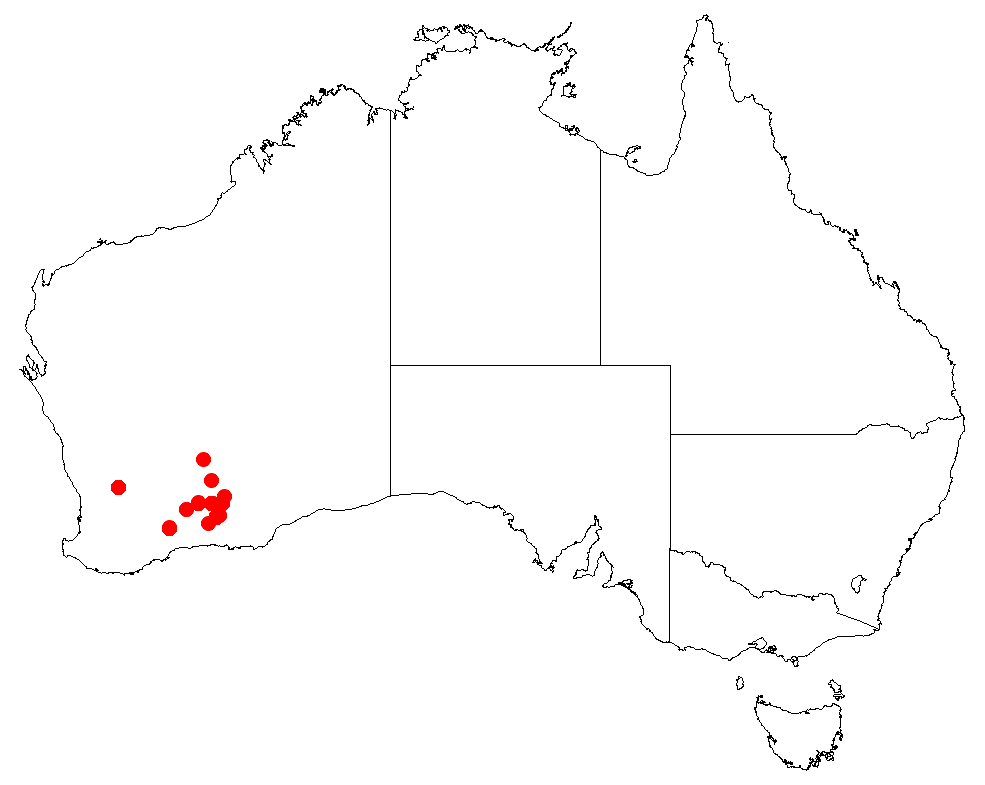 Bossiaea cucullata