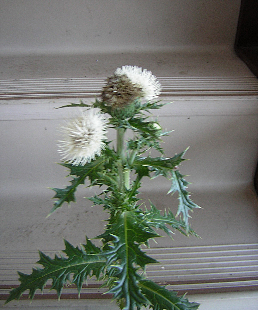 Cirsium brevicaule