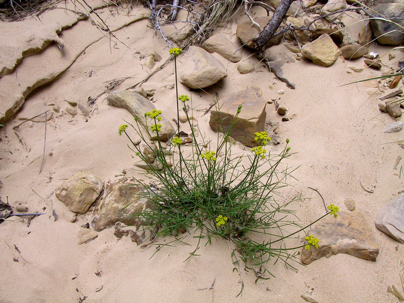 Cymopterus beckii
