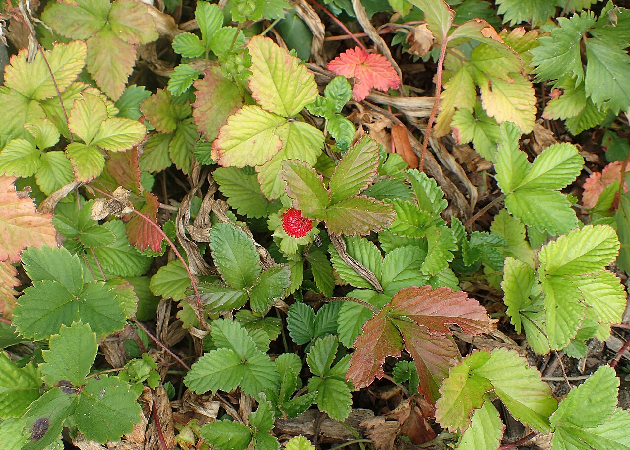 Fragaria chiloensis