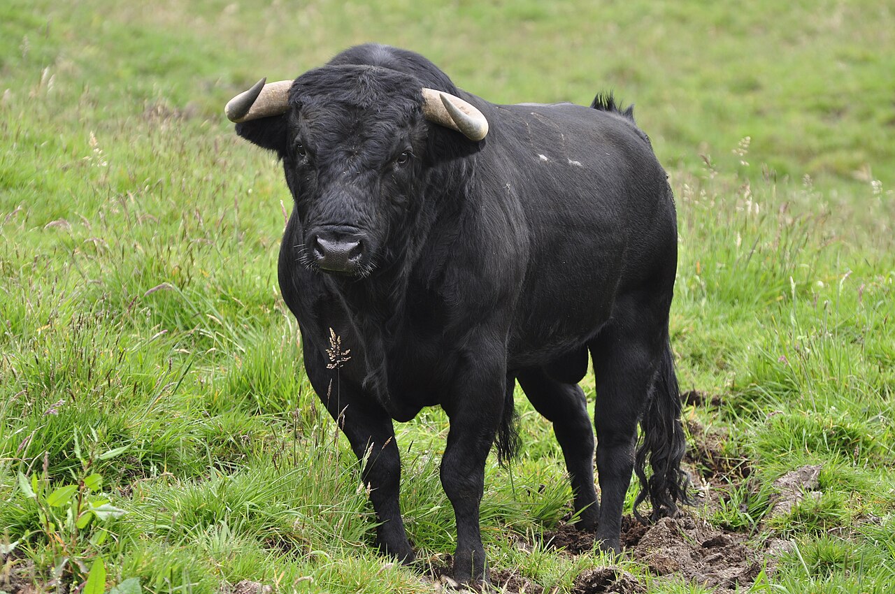 Spanish Fighting Bull