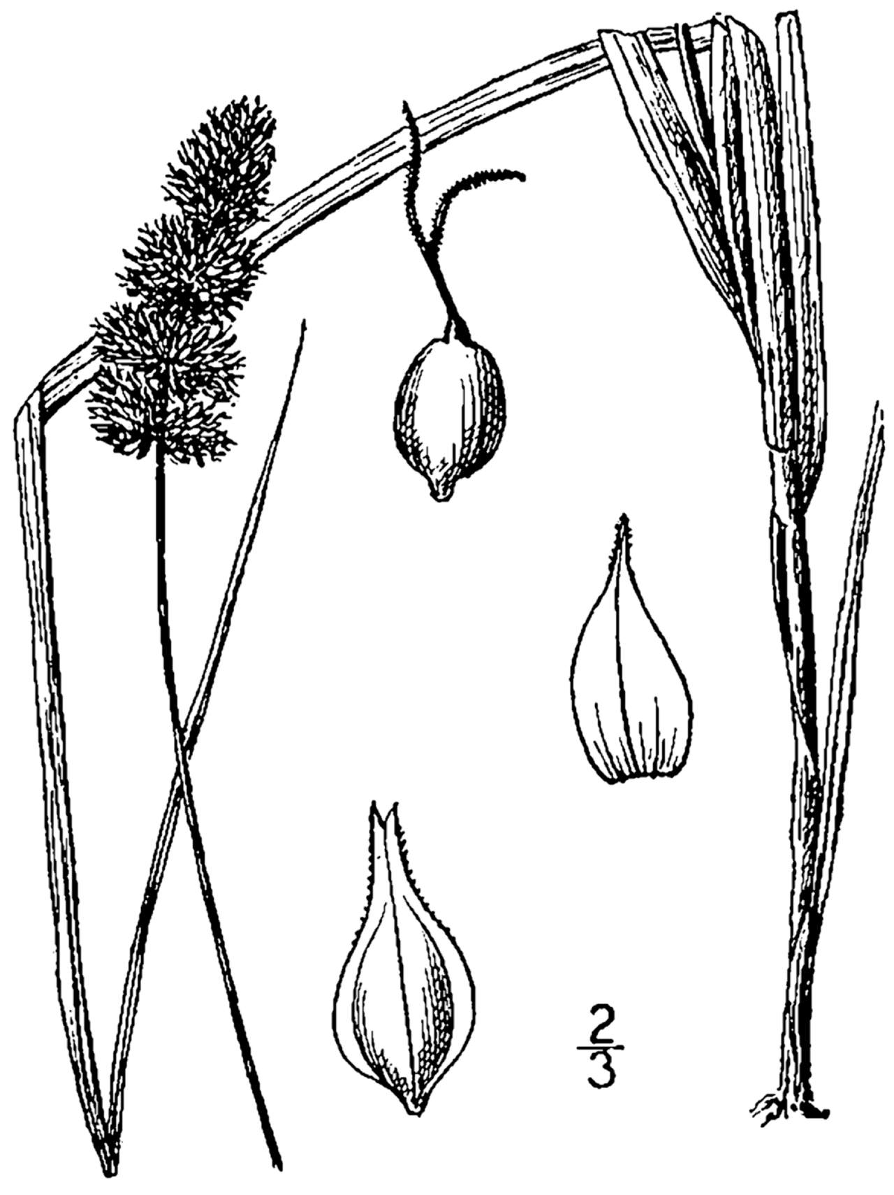 Carex aggregata