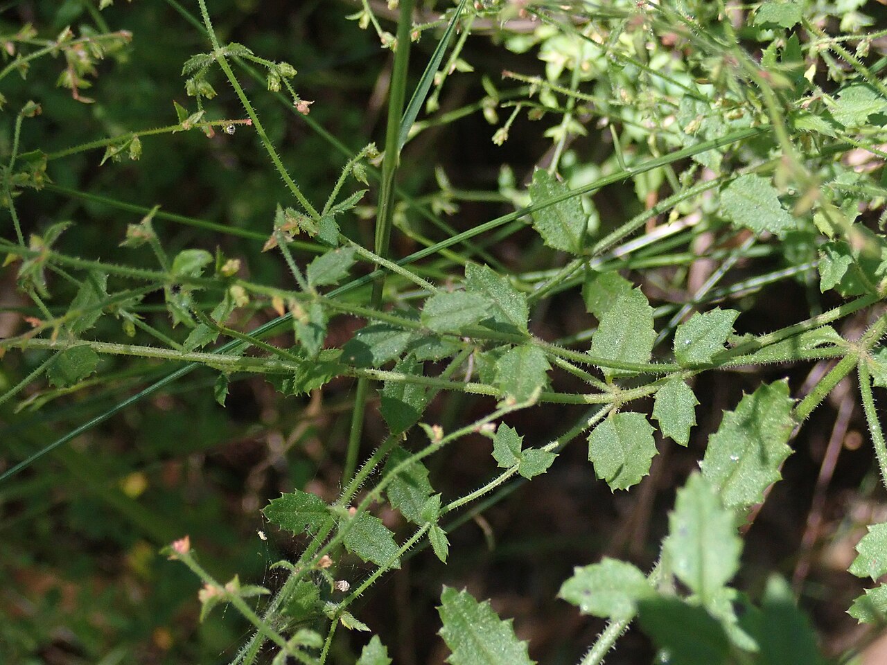 Gonocarpus teucrioides