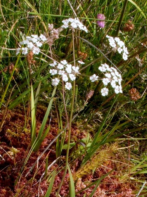 Carum verticillatum