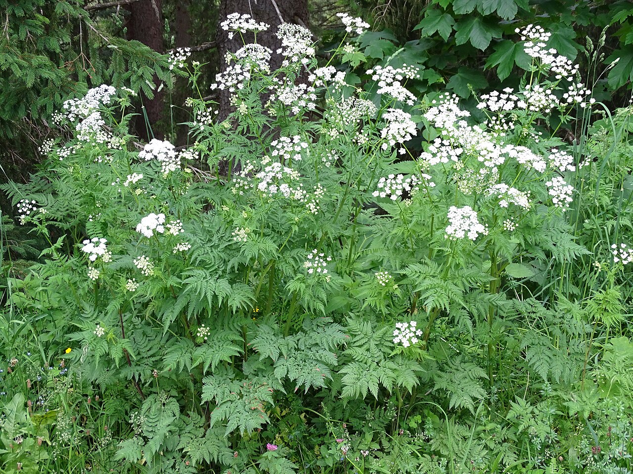 Chaerophyllum aureum