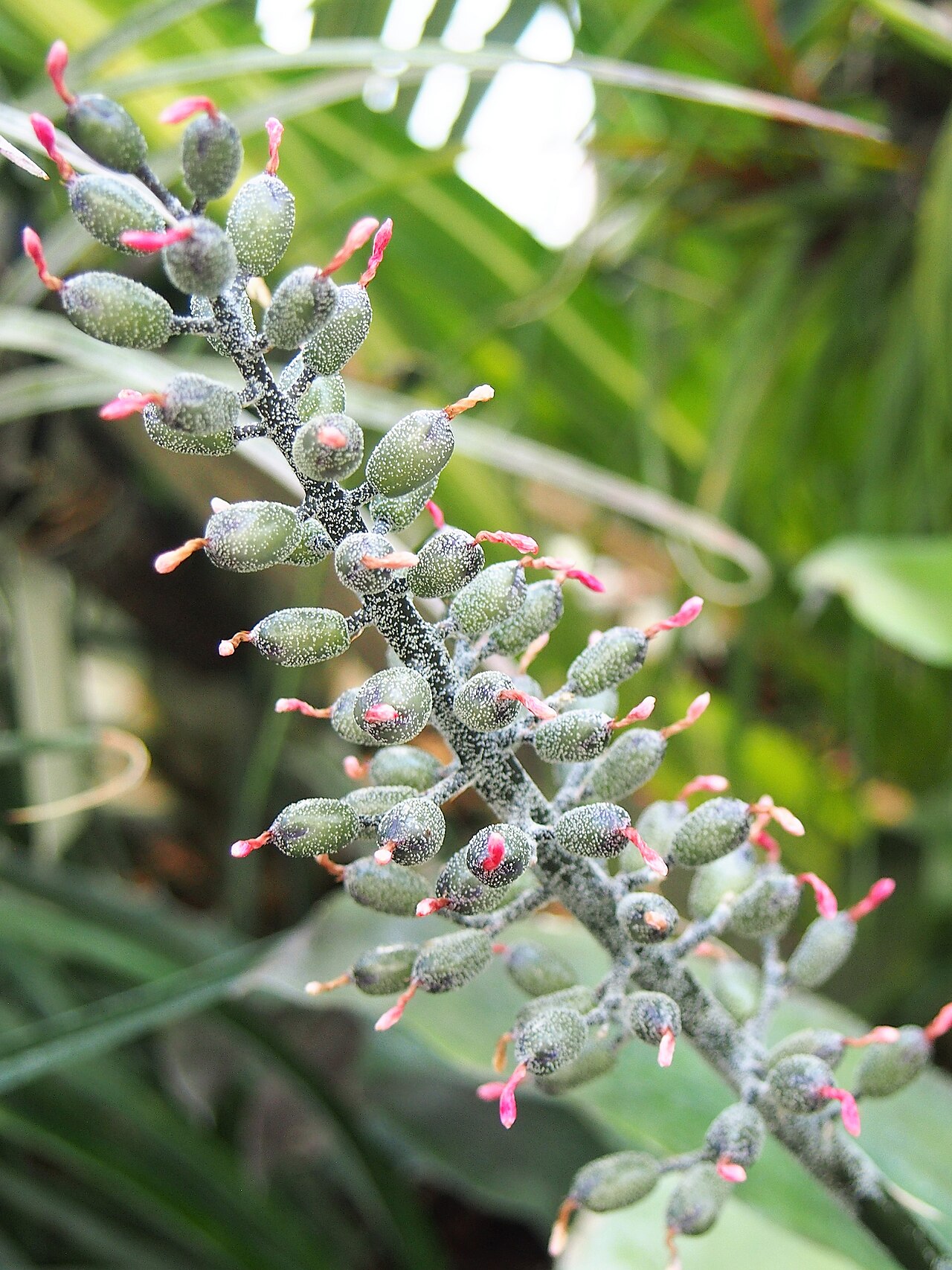 Aechmea caudata