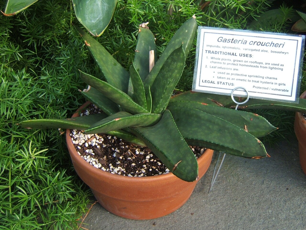 Gasteria croucheri