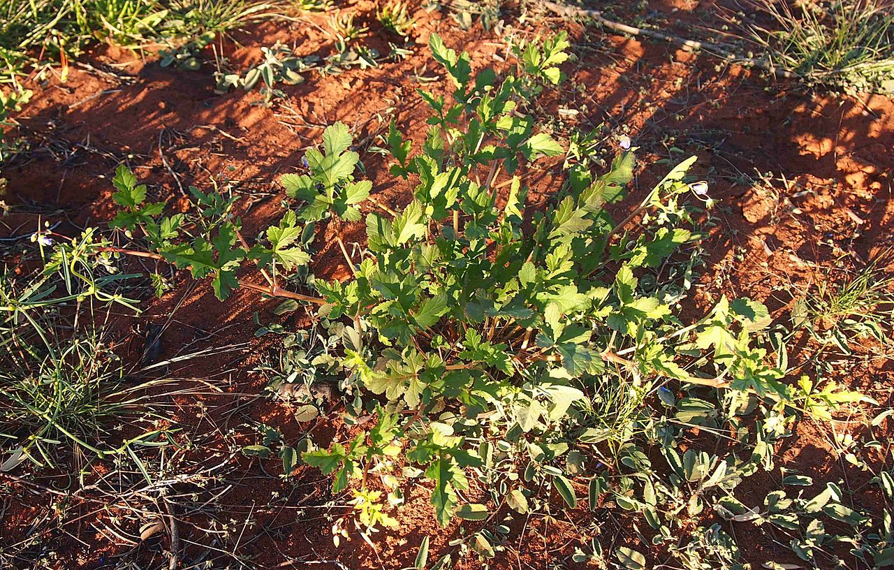 Erodium cygnorum