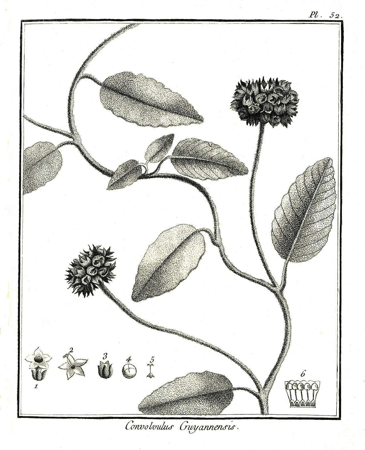 Jacquemontia guyanensis