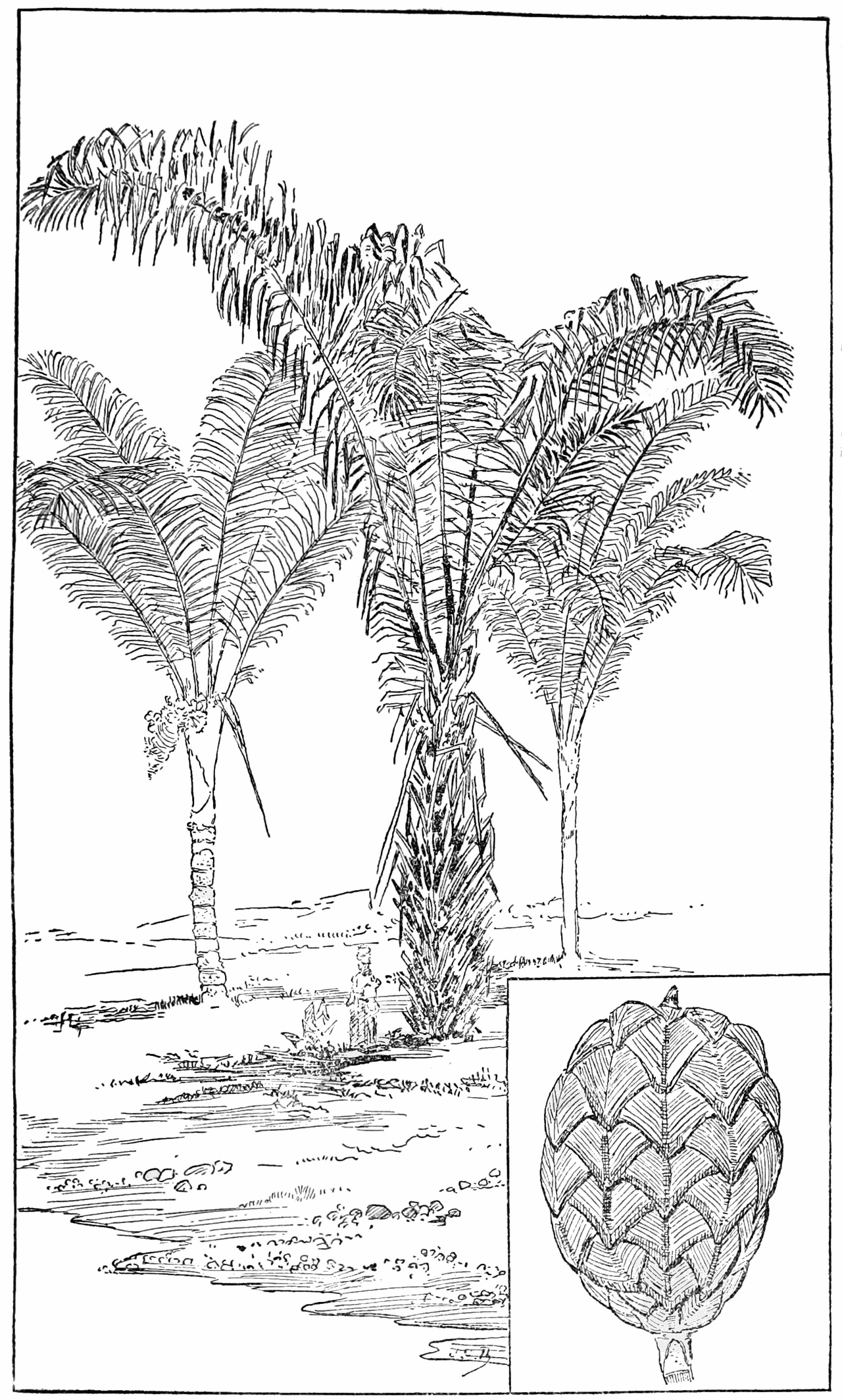 Raphia taedigera