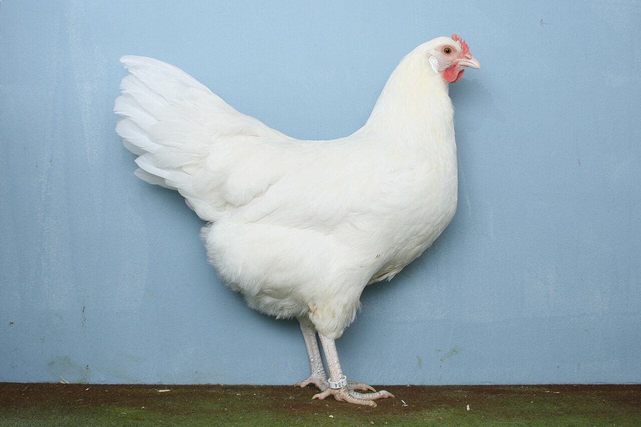 Saxony chicken