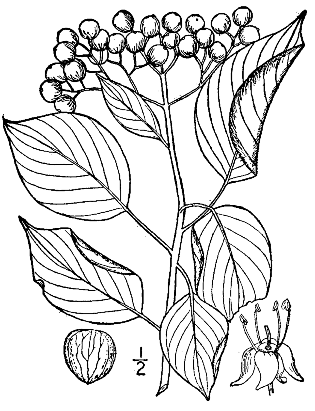 Cornus alternifolia