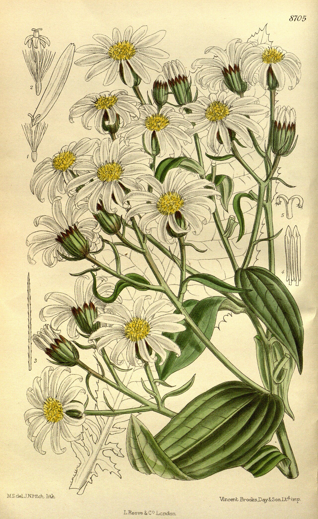 Brachyglottis hectorii