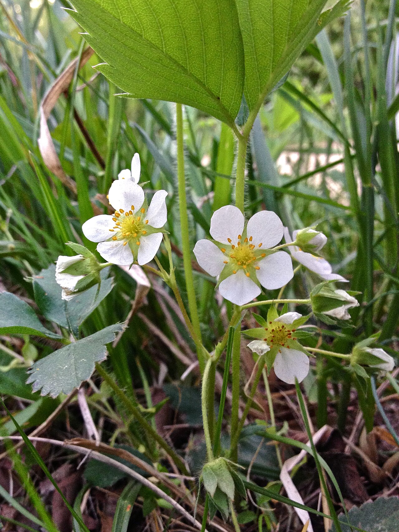 Fragaria virginiana