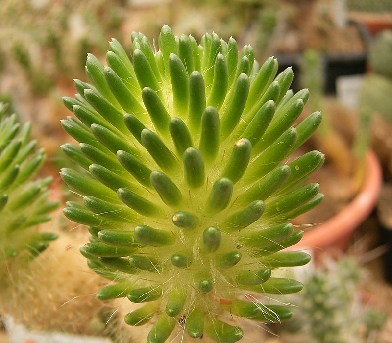 Austrocylindropuntia lagopus